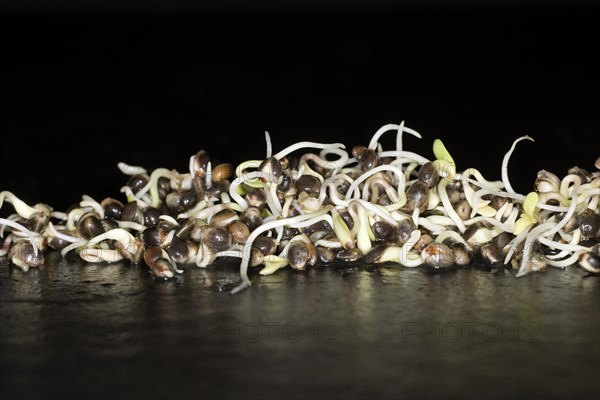Fresh sprouts of hemp