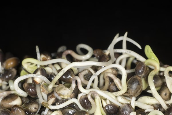 Fresh sprouts of hemp