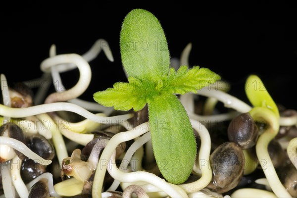 Fresh sprouts of hemp