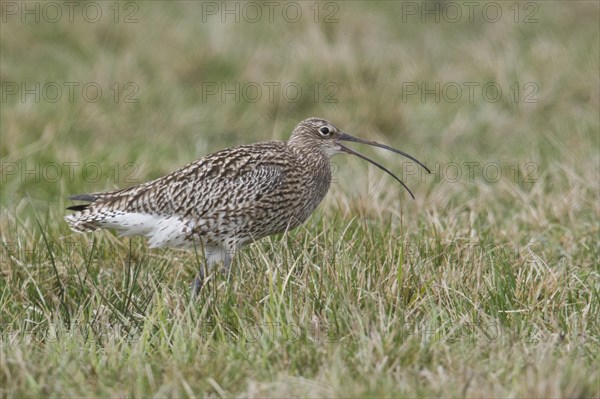Eurasian curlew