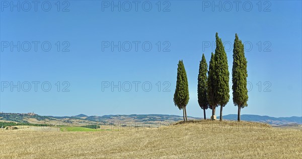 Cypress