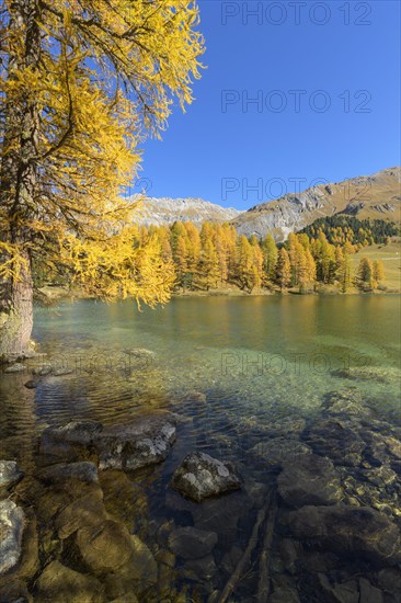 Mountain lake with larch trees in autumn