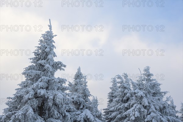 Snow covered fir trees on winter morning
