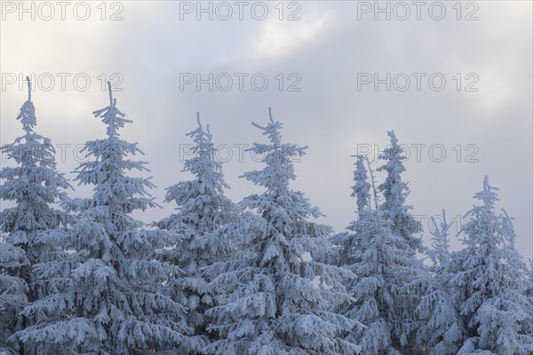 Snow covered fir trees on winter morning