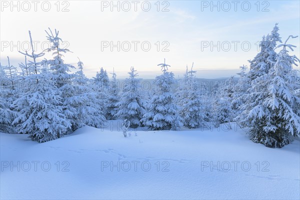 Snow covered coniferous trees at sunset in winter