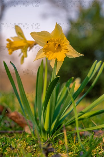 Daffodil