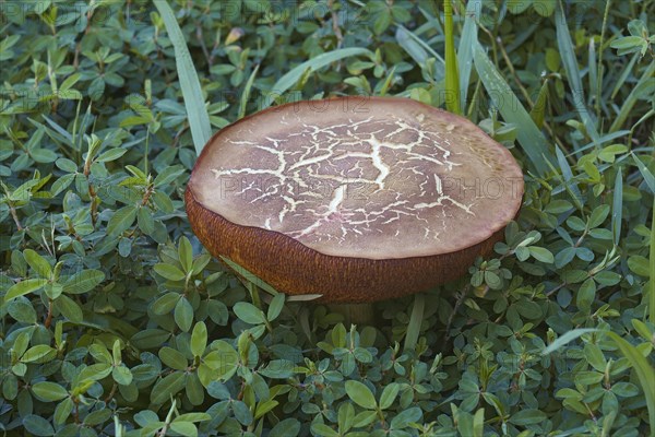 Suede bolete
