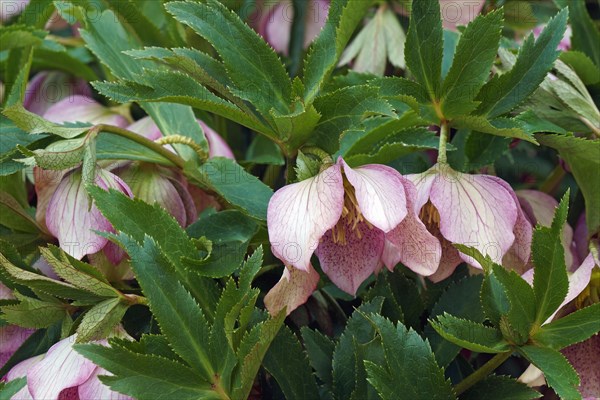 Lenten rose