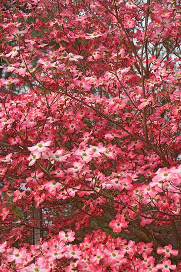 Flowering Dogwood
