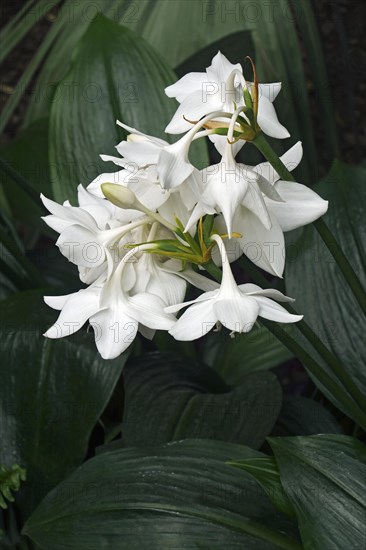Amazon lily