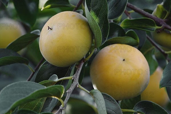 Japanese persimmon