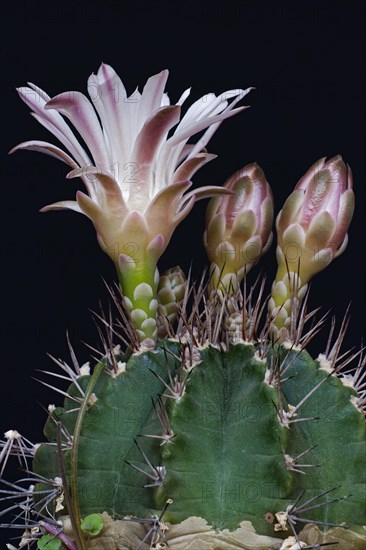 Chin cactus