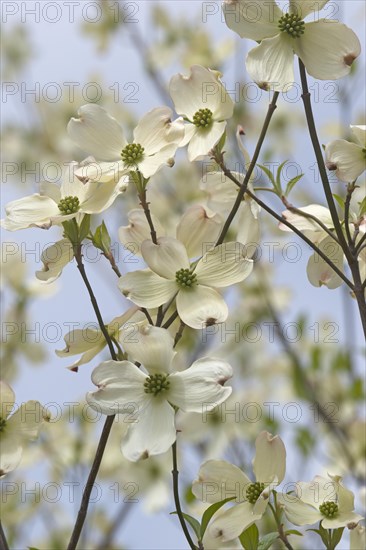 Flowering Dogwood