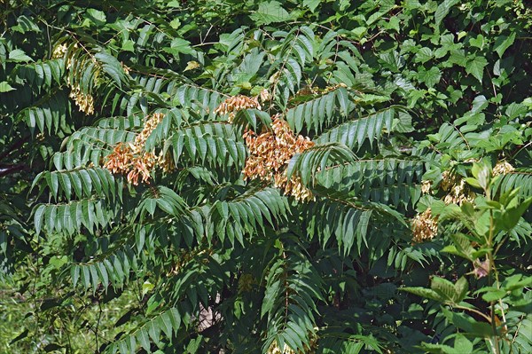Ailanthus