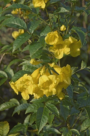 Yellow trumpetbush