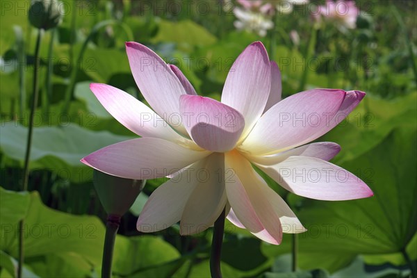 Sacred lotus