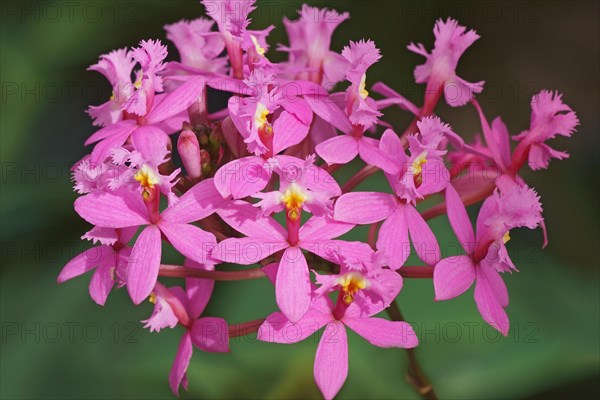 Lopsided Sar orchid