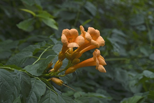 Trumpet vine