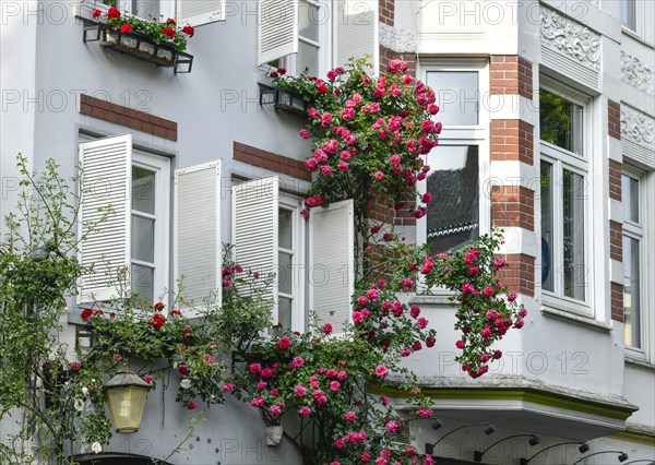Roses