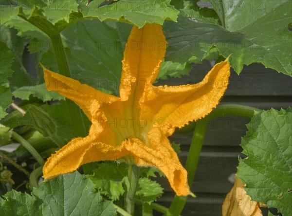 Courgette flower