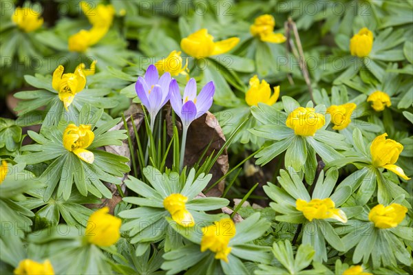 Crocuses