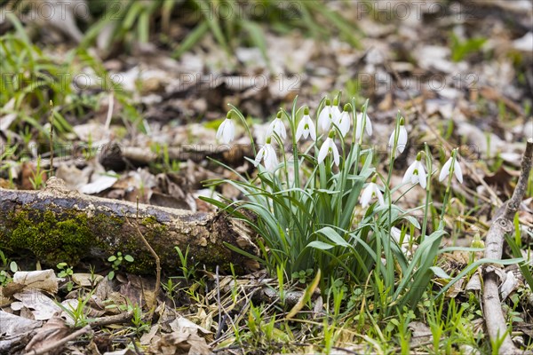 Snowdrop