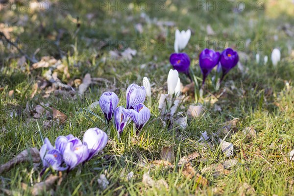 Crocuses