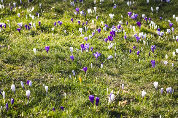 Crocuses