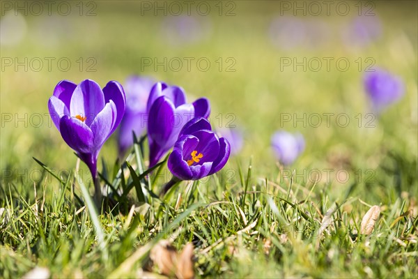 Crocuses