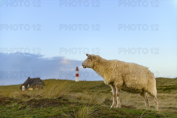 Domestic sheep