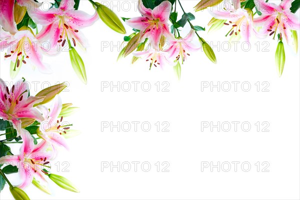 Lily flowers composition frame over white copyspace