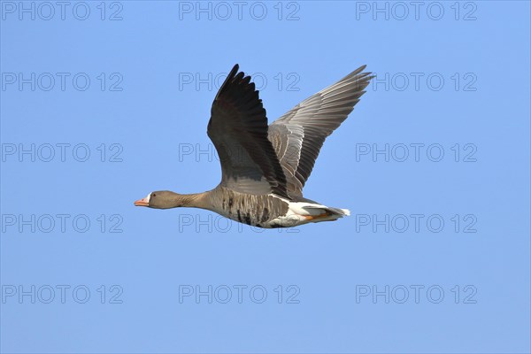 Greater white-fronted goose