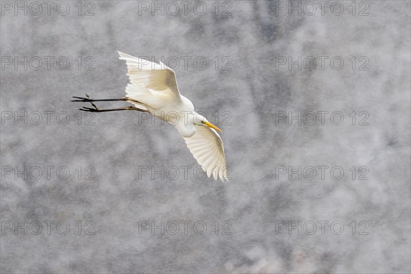 Great egret
