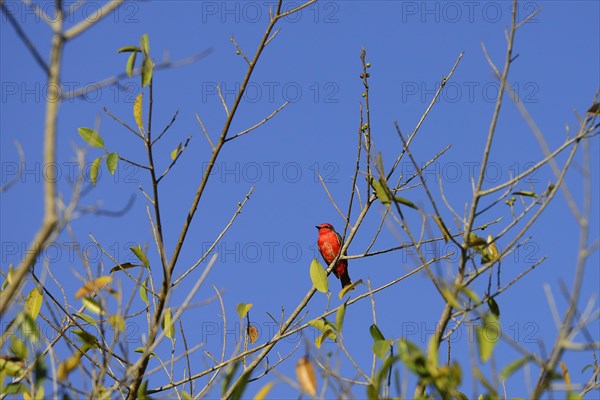 Vermilion flycatcher