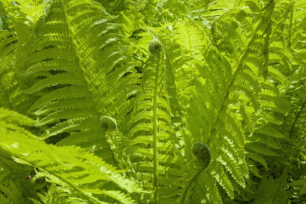 Fresh fern plant in spring
