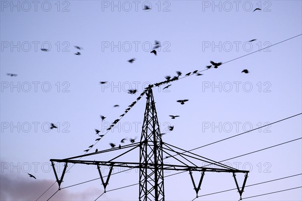 Carrion crow