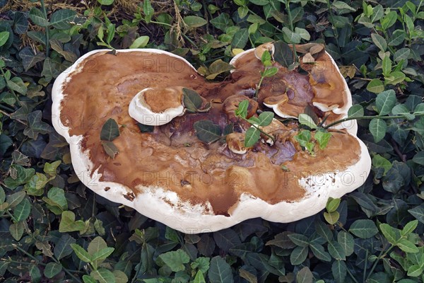 Ganoderma Fungus