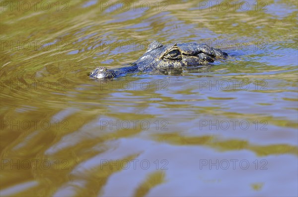 Swimming yacare caiman
