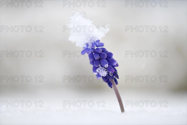 Armenian grape hyacinth