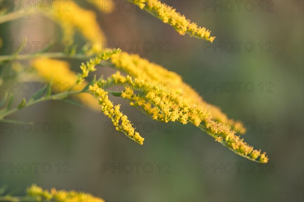 Canada goldenrod