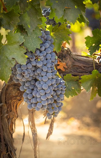Beautiful lush wine grape in the vineyard
