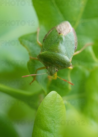 Green shield bug