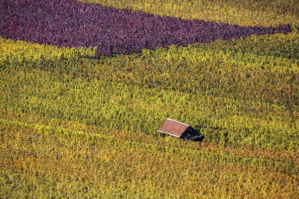 Vineyard
