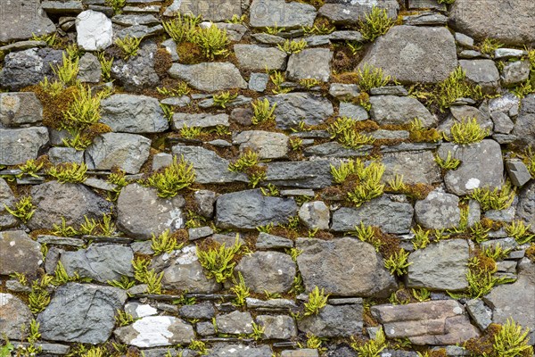 Stone wall with fern of an abandoned church