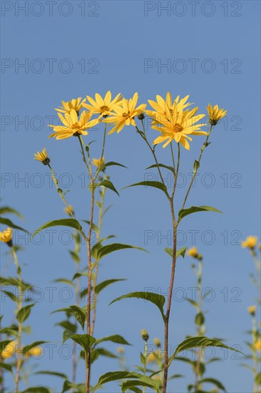 Jerusalem artichokes with blossom