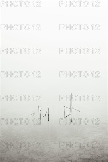Reed in the morning mist rises from the Irrsee