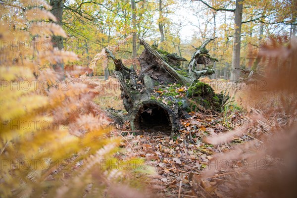 Deadwood structure in Diesfordt forest