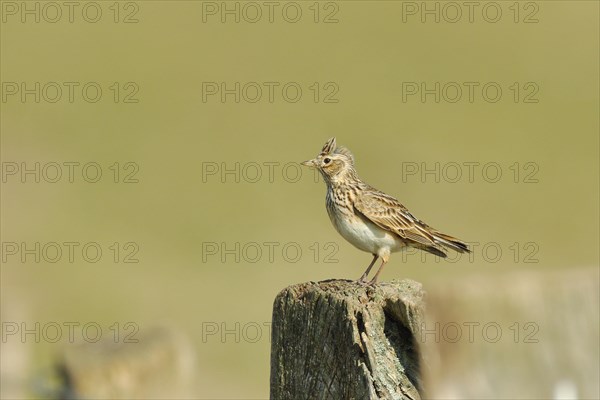 Eurasian skylark
