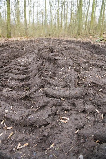 Forestry in the forest