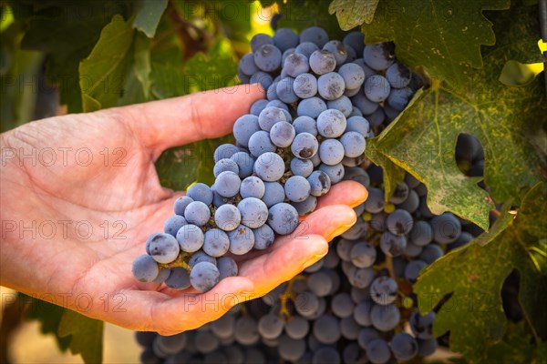 Woman hands hold ripe grapes in vineyard